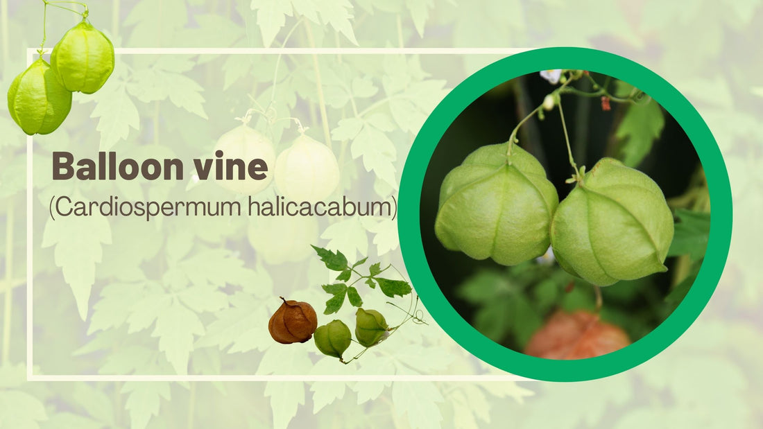 Balloon vine (Cardiospermum halicacabum)