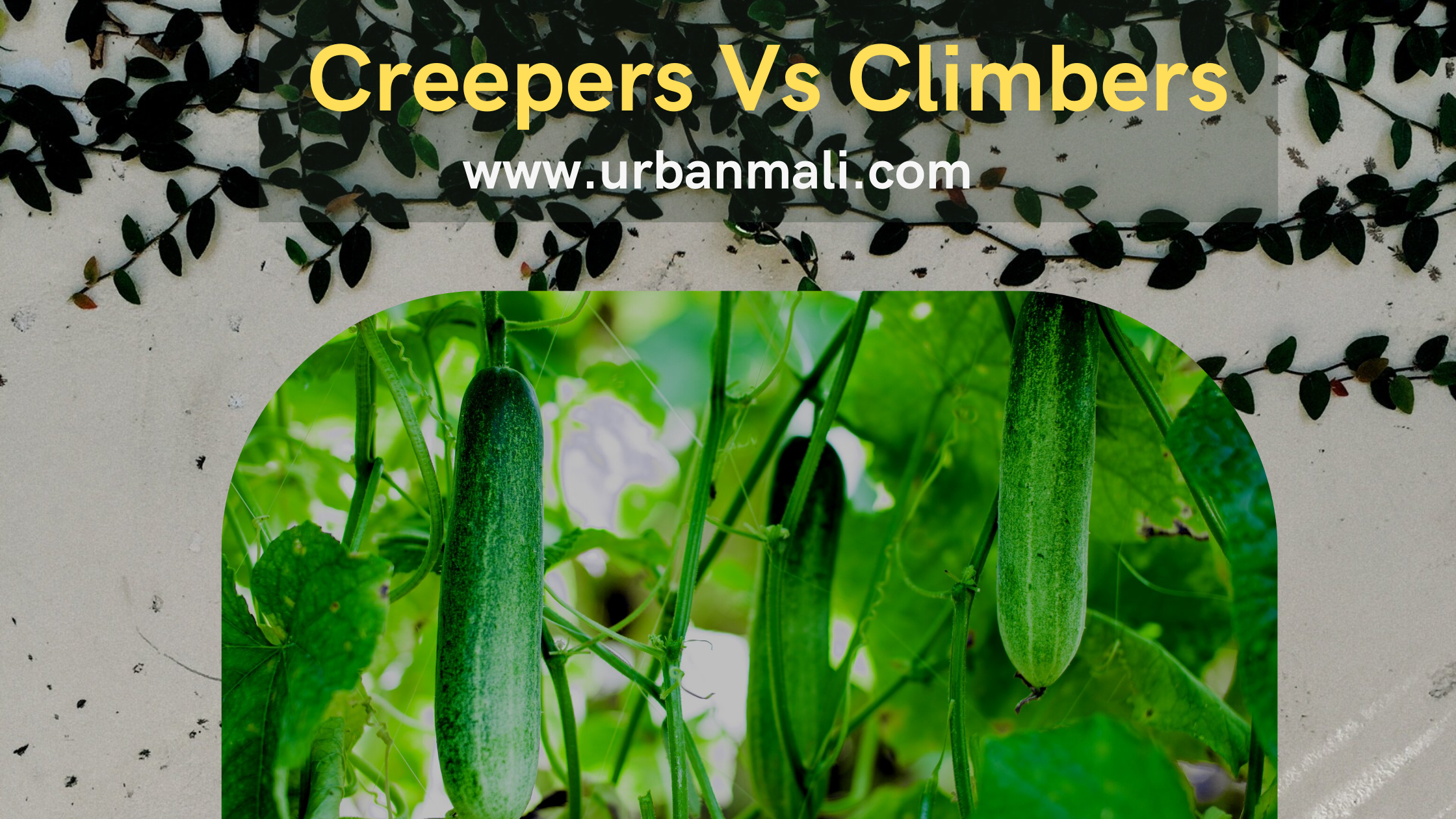 Creepers Vs Climbers – UrbanMali