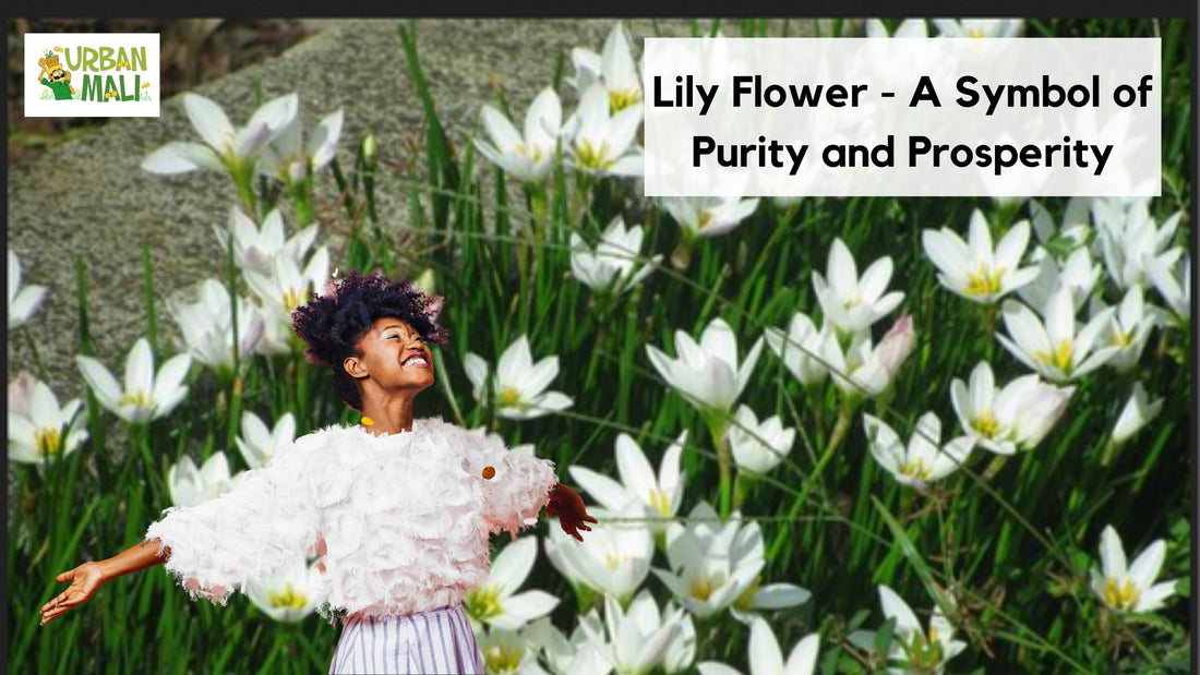Lily Flower - A Symbol of Purity and Prosperity