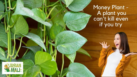 Money plant - A plant you can't kill even if you try