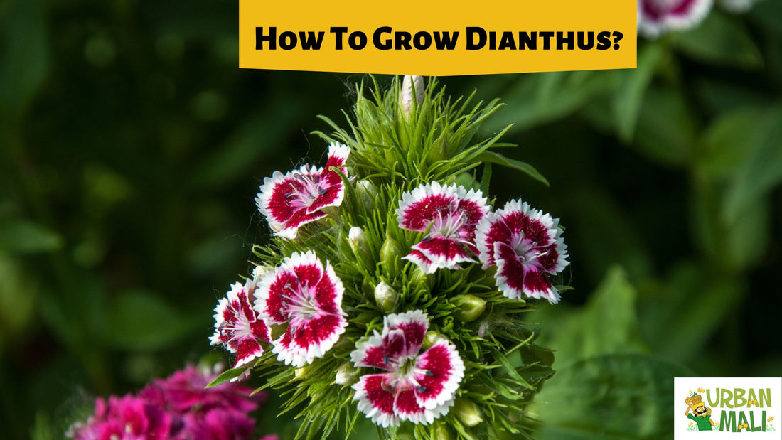 How To Grow Dianthus?