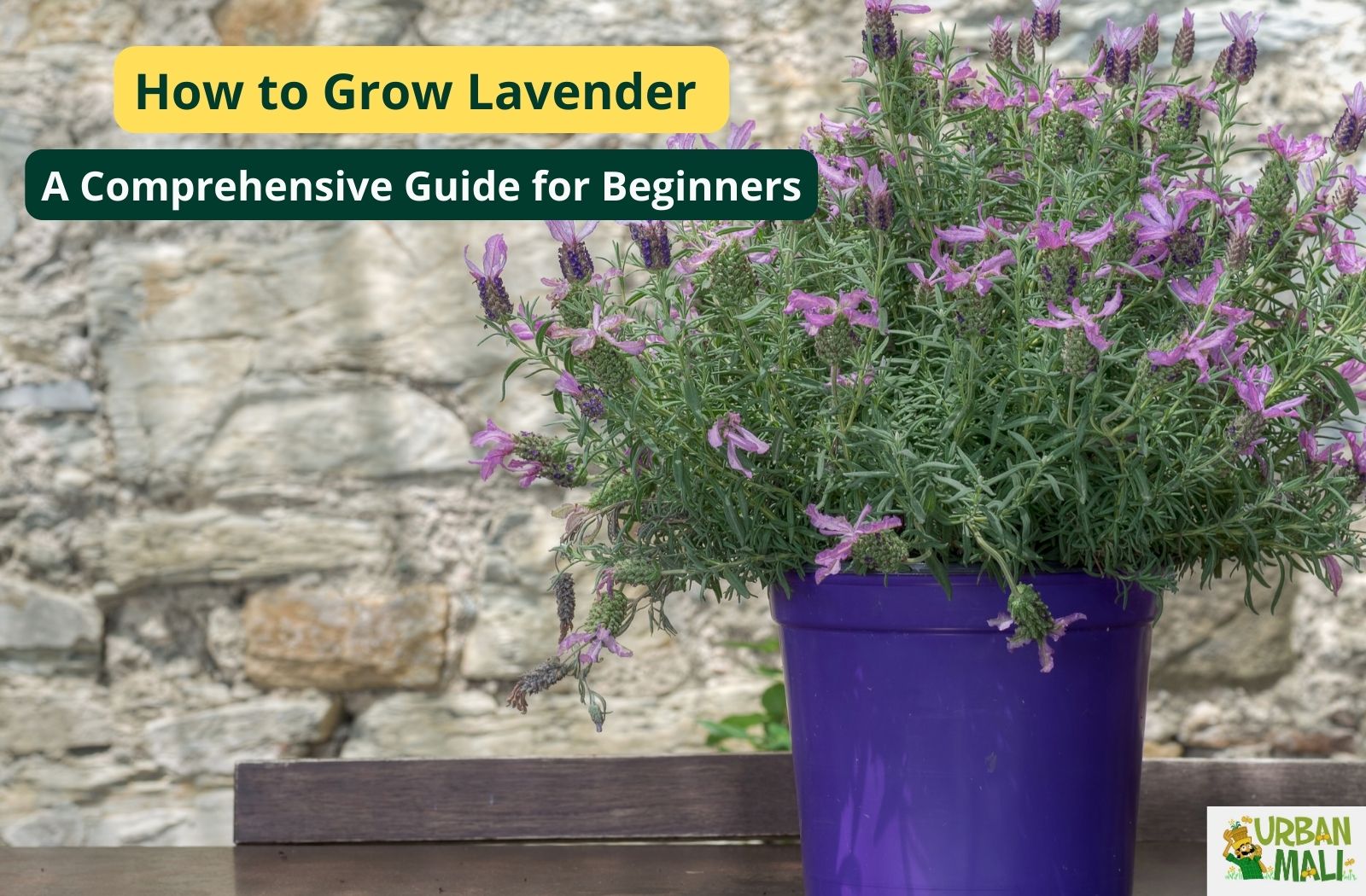 How to Plant Lavender in Pots: A Guide For Beginners