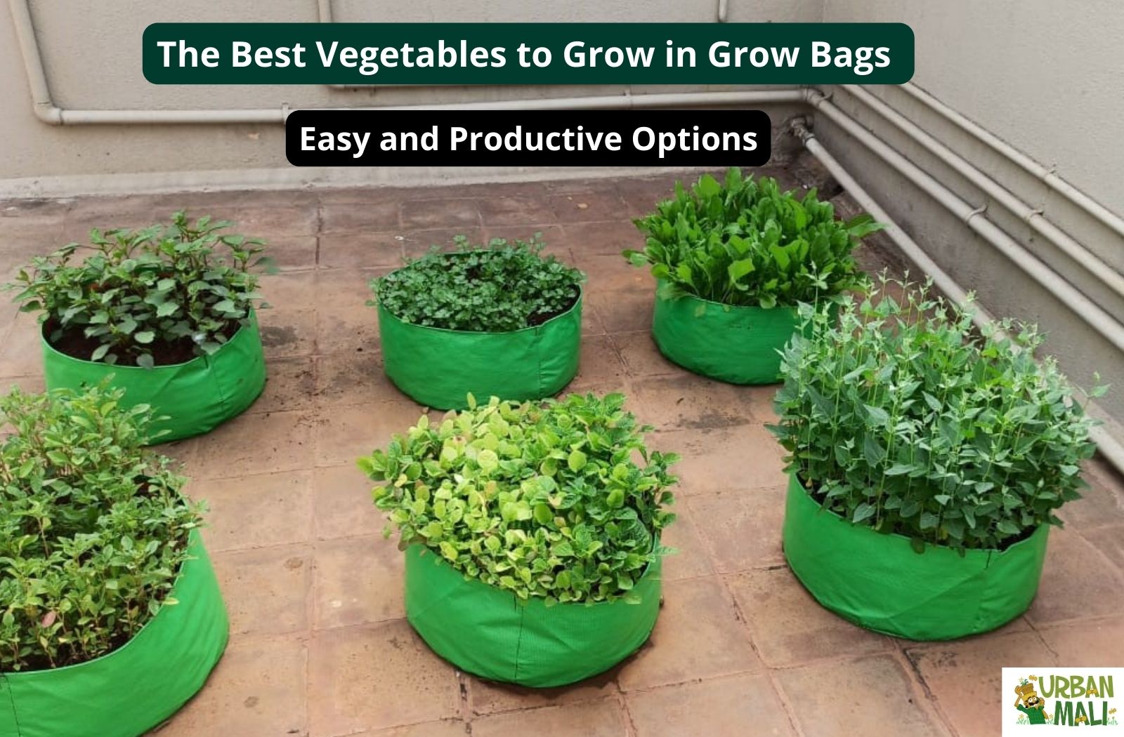 The Best Vegetables to Grow in Grow Bags: Easy and Productive