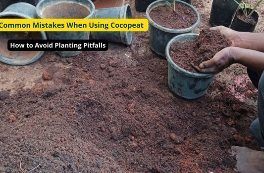 Common Mistakes When Using Cocopeat: How to Avoid Planting Pitfalls