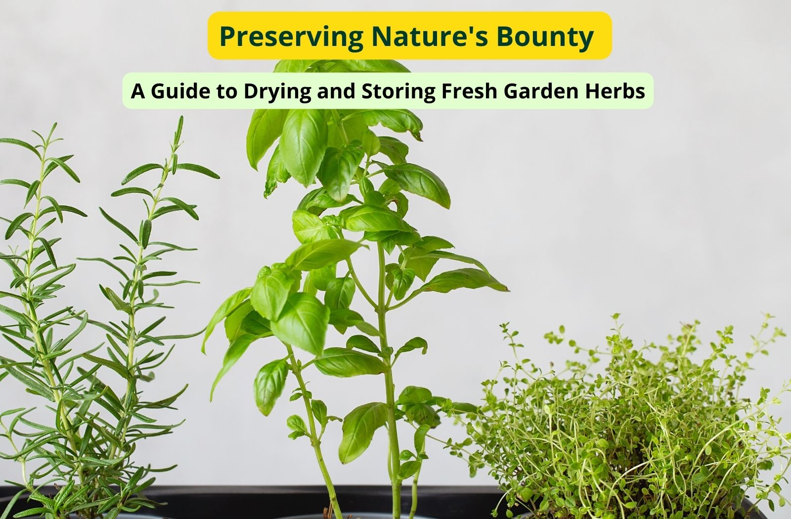 Preserving Nature's Bounty: A Guide to Drying and Storing Fresh Garden Herbs
