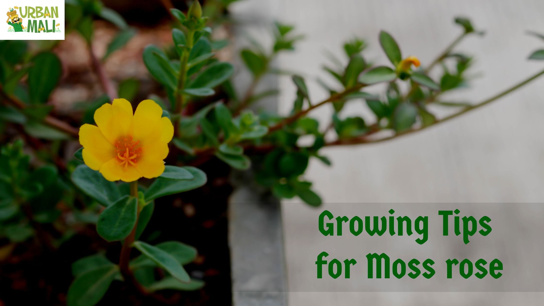 Growing Tips for Moss rose – UrbanMali