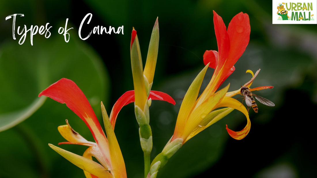 Types of Canna