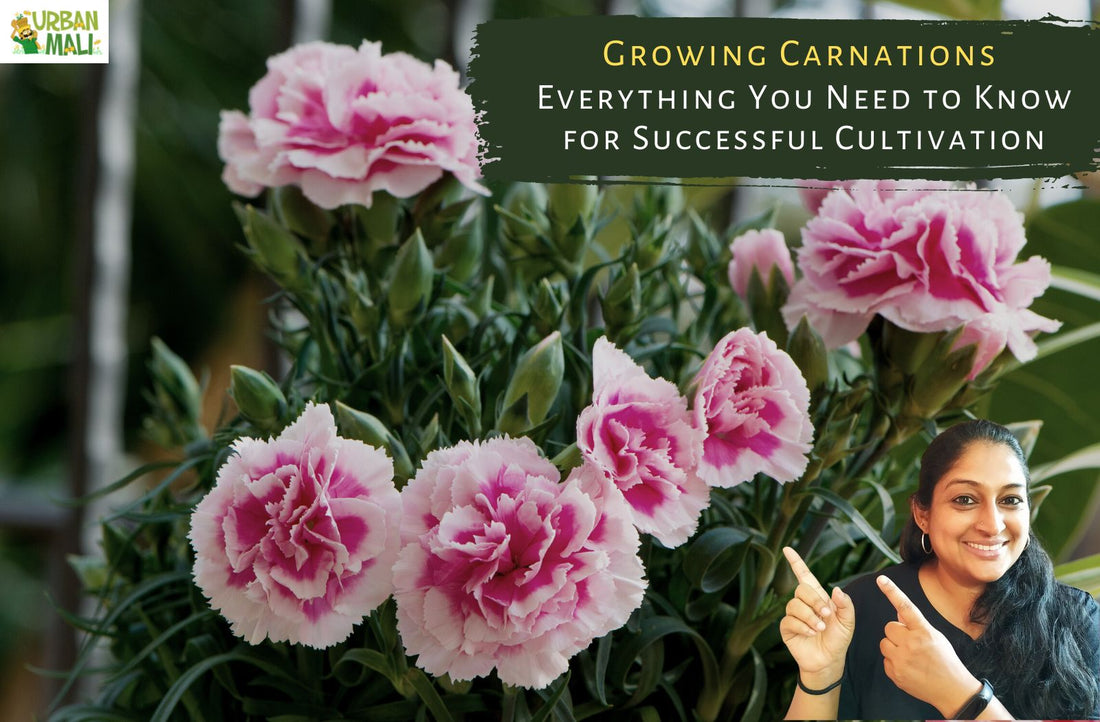 Growing Carnations: Everything You Need to Know for Successful Cultivation