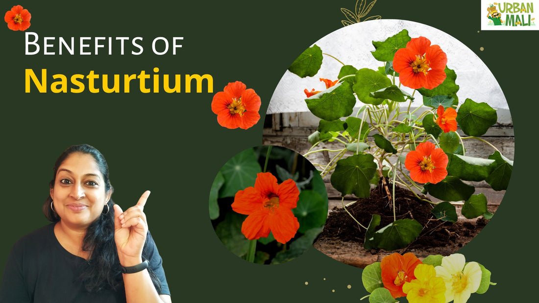 Benefits of Nasturtium