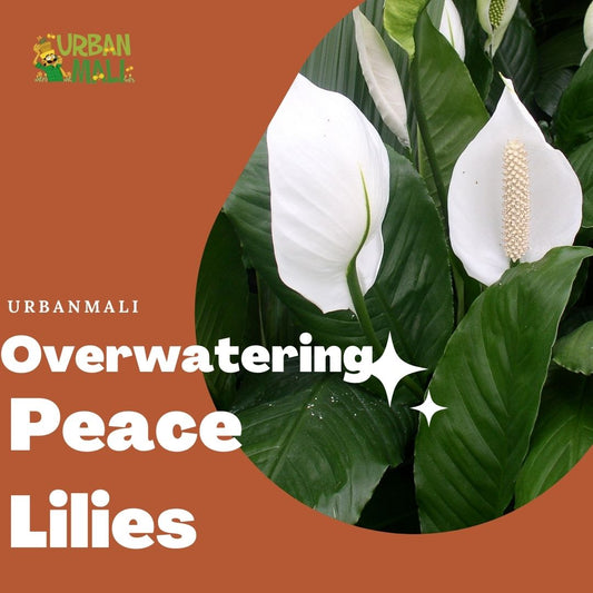 Overwatering Peace lilies