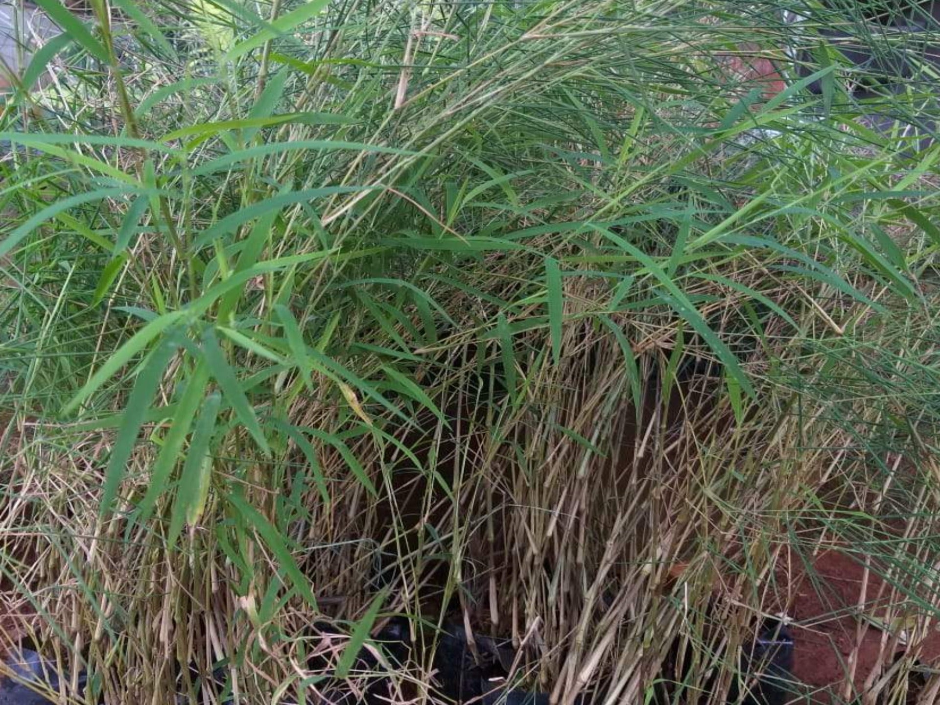 Bone Grass Sambau Type Plant That Stock Photo 2316250677
