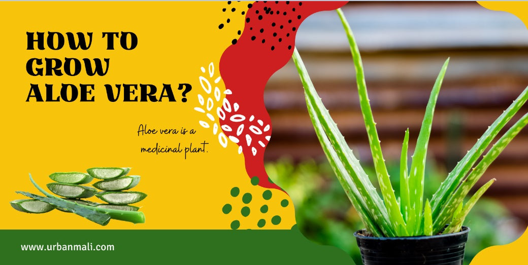 How to Grow Aloe vera?