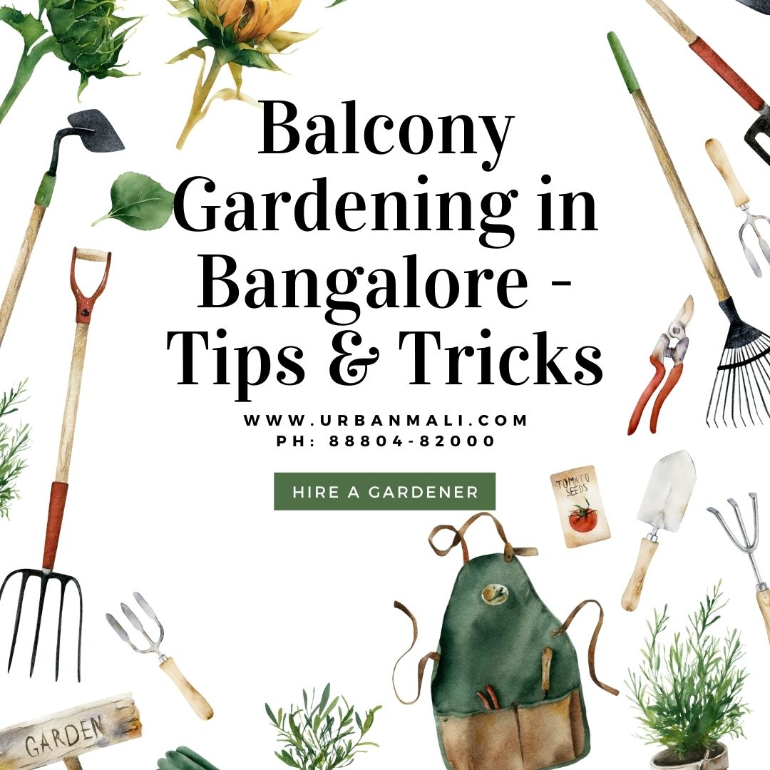 Balcony Gardening in Bangalore - Tips & Tricks