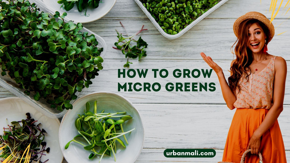 How to grow micro greens