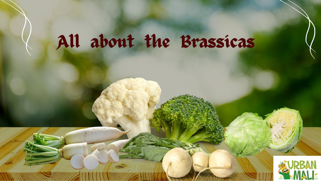 All about the Brassicas