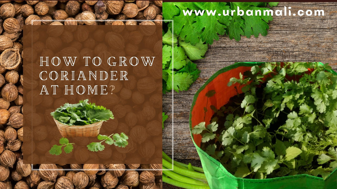 How to Grow Coriander at Home?