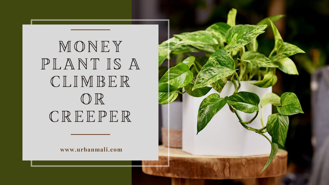 Money plant is a climber or creeper