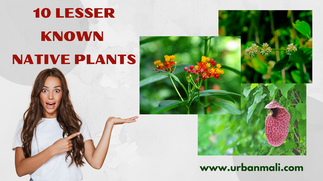 10 Lesser Known Native Plants