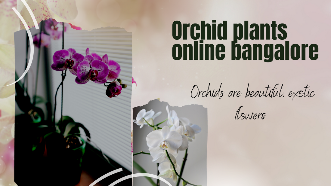Orchid plants online bangalore
