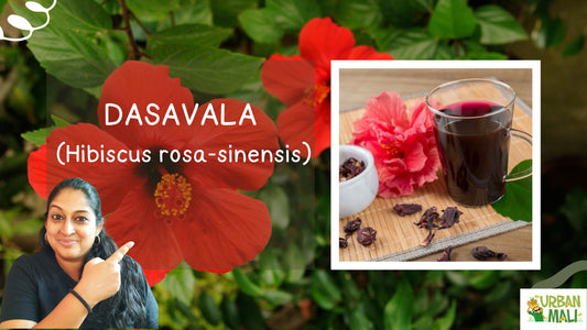 Dasavala (Hibiscus rosa-sinensis)