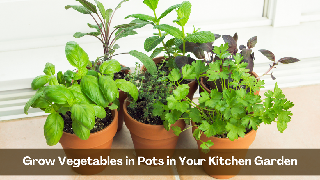 Container Gardening: Grow Vegetables in Pots in Your Kitchen Garden