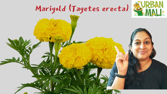 Marigold (Tagetes erecta)