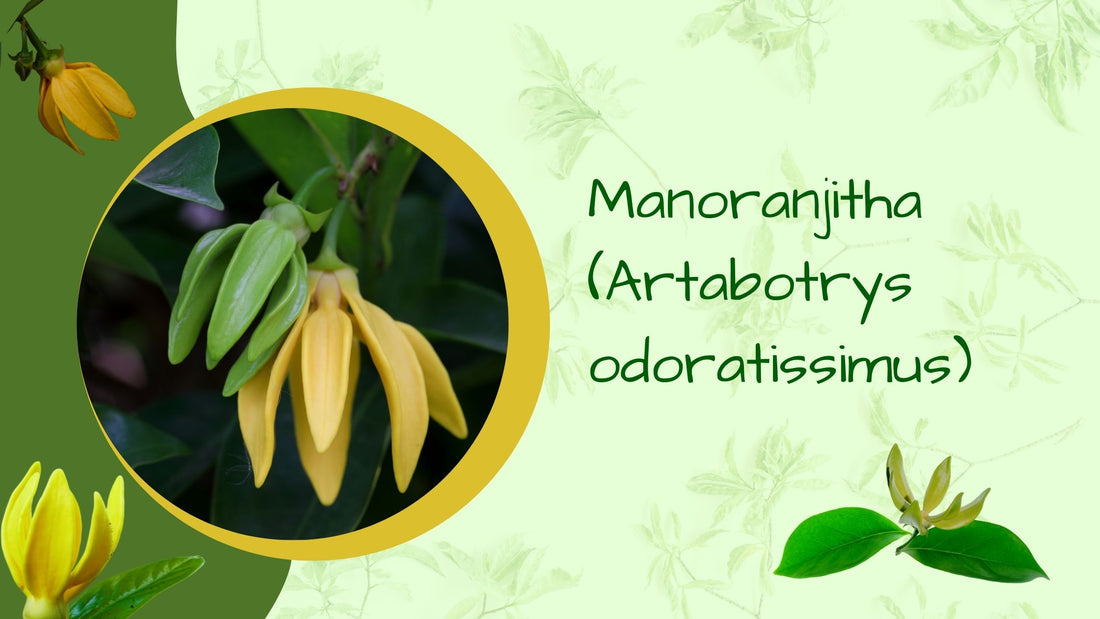 Manoranjitha (Artabotrys odoratissimus)