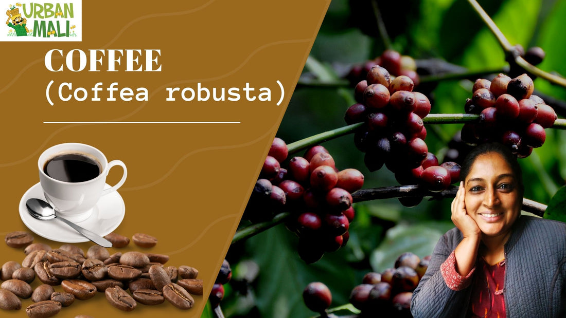 Coffee (Coffea robusta)