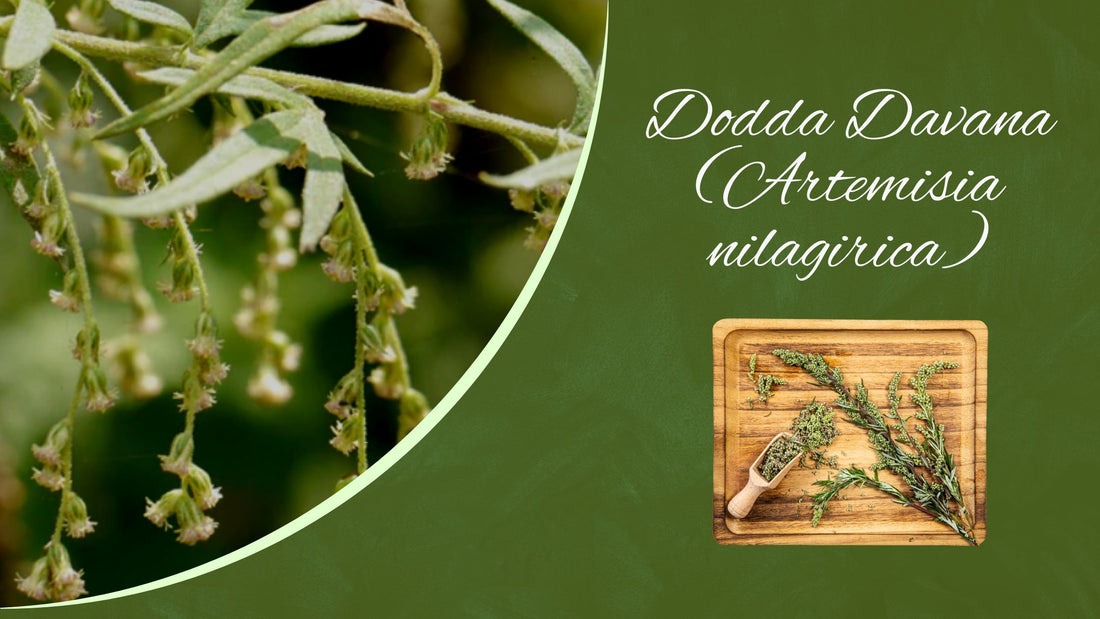 Dodda Davana (Artemisia nilagirica)