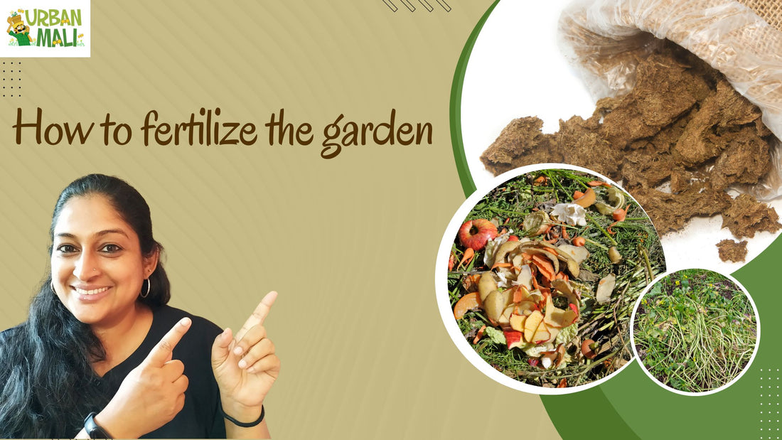 How to fertilize the garden