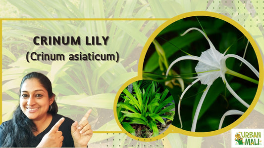 Crinum lily (Crinum asiaticum)