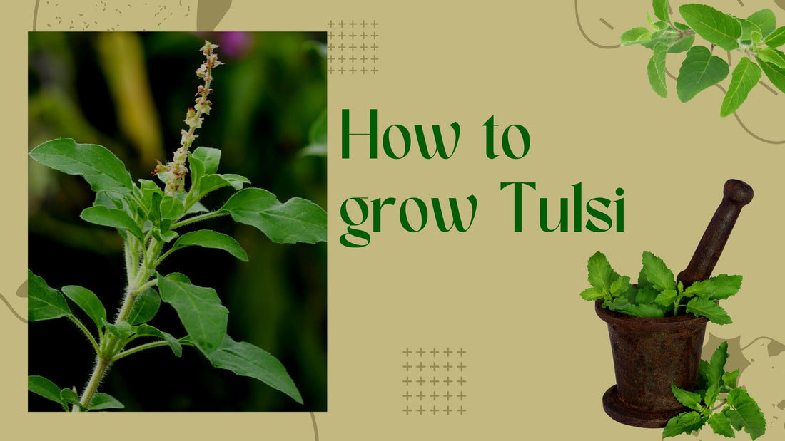 How to grow Tulsi