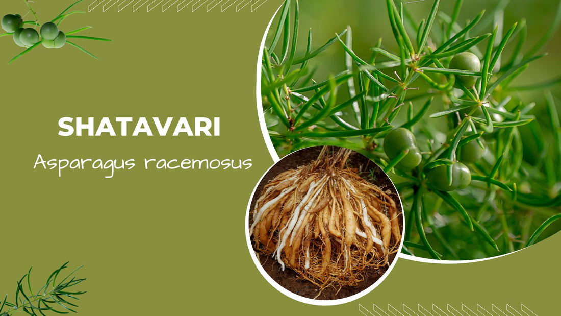 Shatavari (Asparagus racemosus)