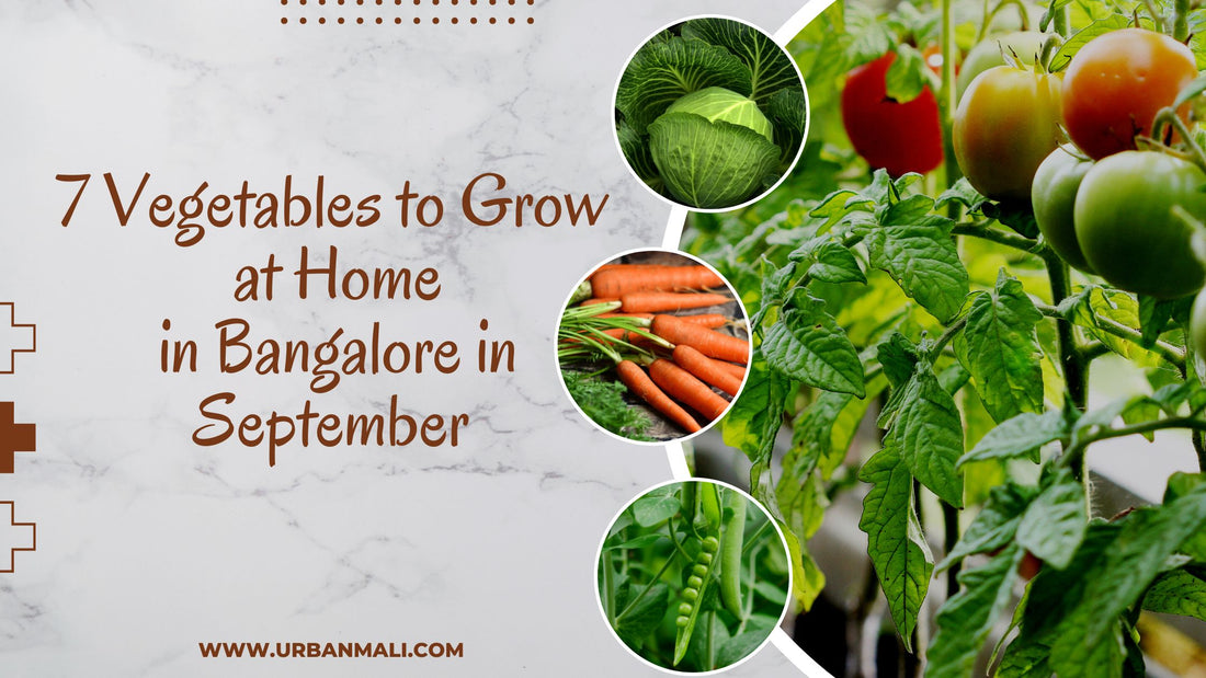 7 Vegetables to Grow at Home in Bangalore in September