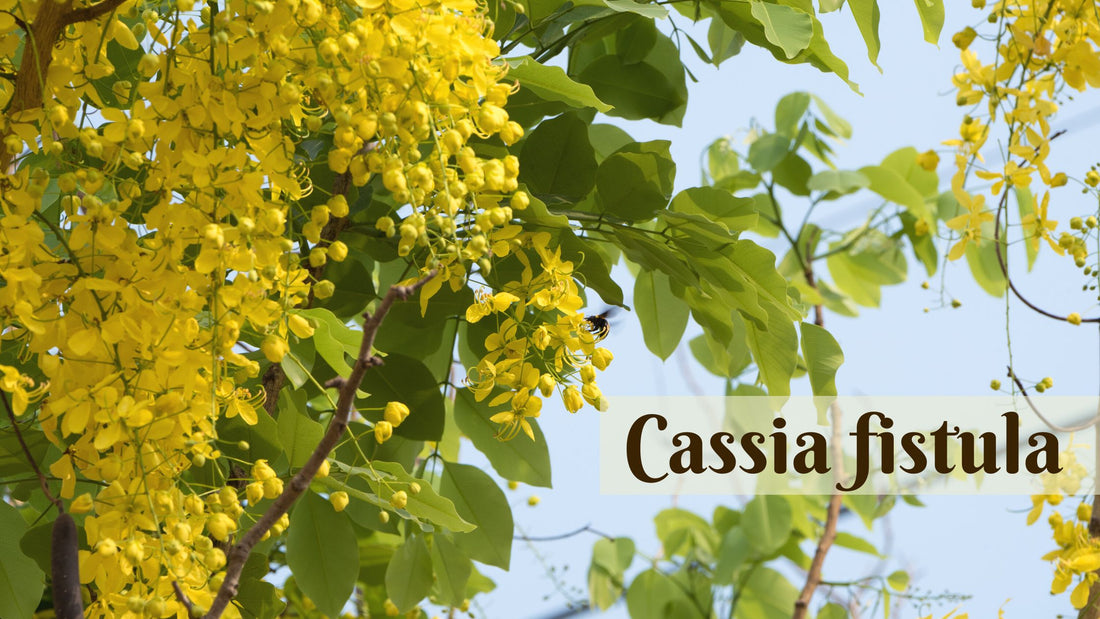 Amaltas (Cassia fistula)