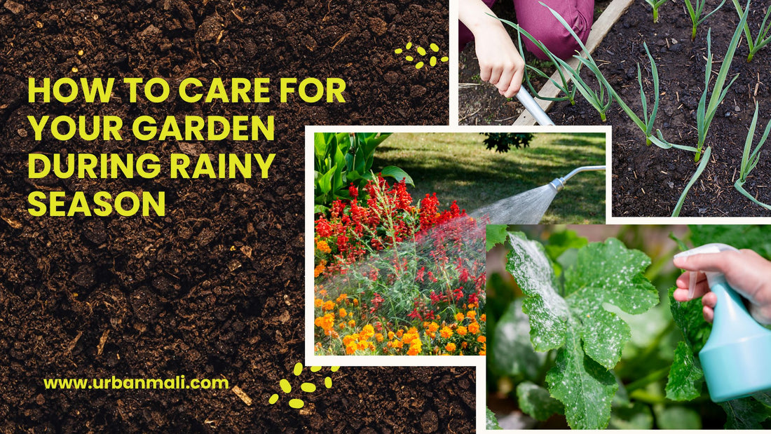 How to Care For your Garden During Rainy Season