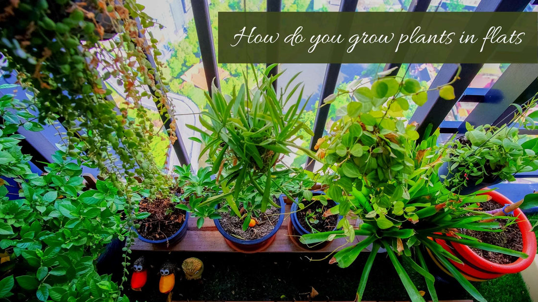 How do you grow plants in flats