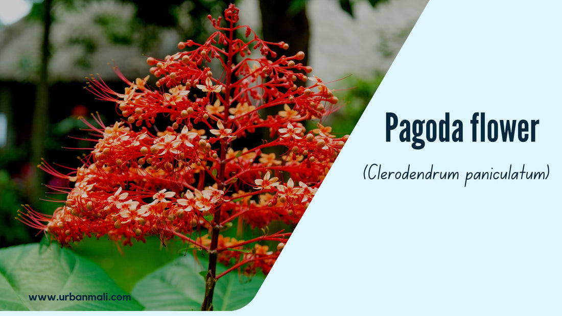 Pagoda flower (Clerodendrum paniculatum)
