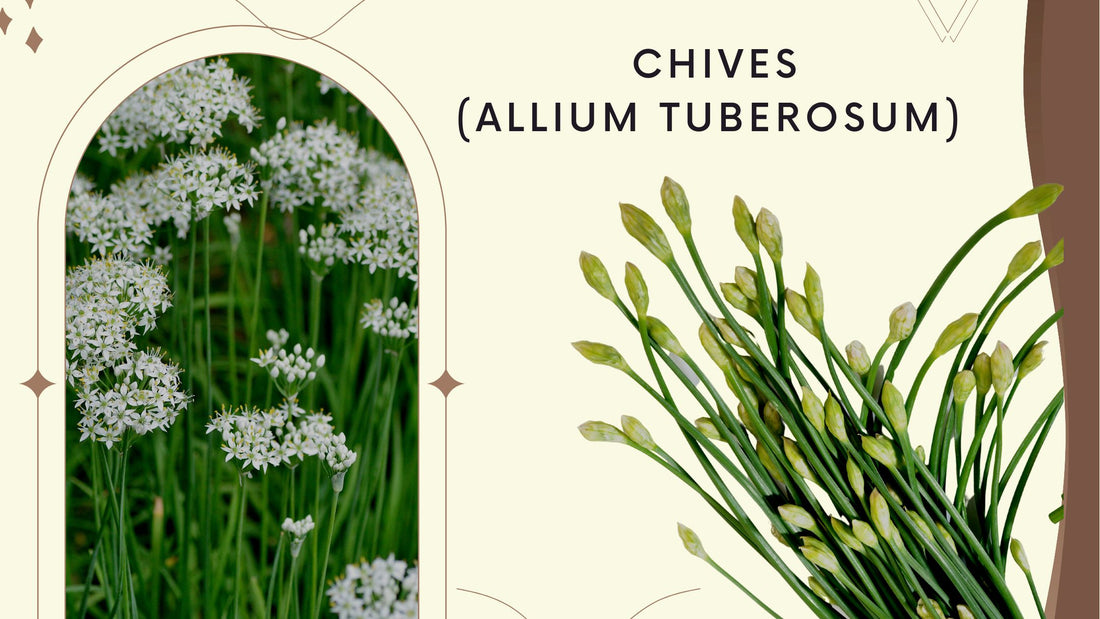 Chives (Allium tuberosum)