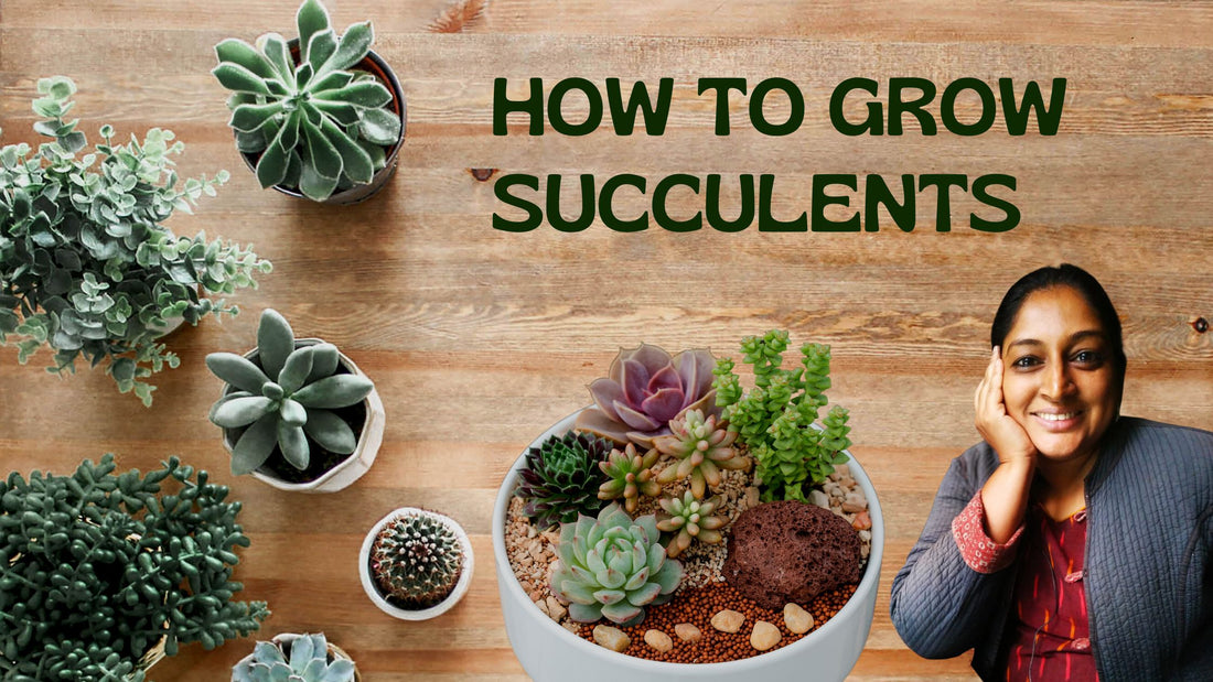 How to grow succulents