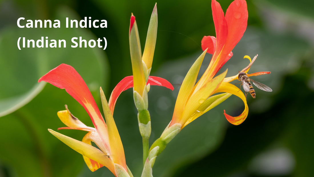 Indian shot (Canna indica)