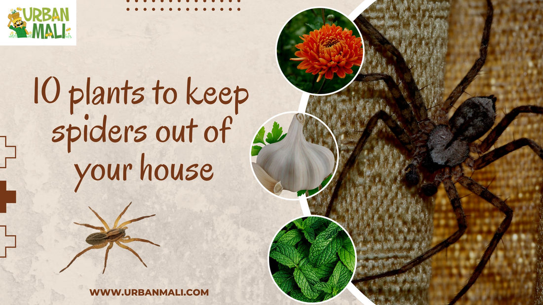 10 plants to keep spiders out of your house