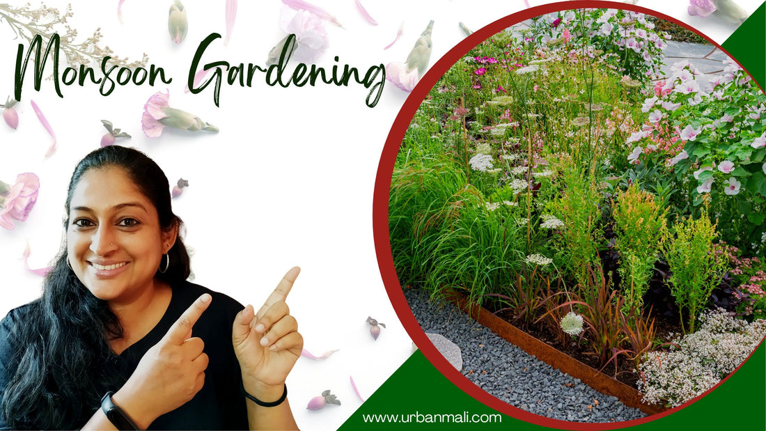 Monsoon Gardening: Vital Tips for a Healthy Garden in Rainy Season