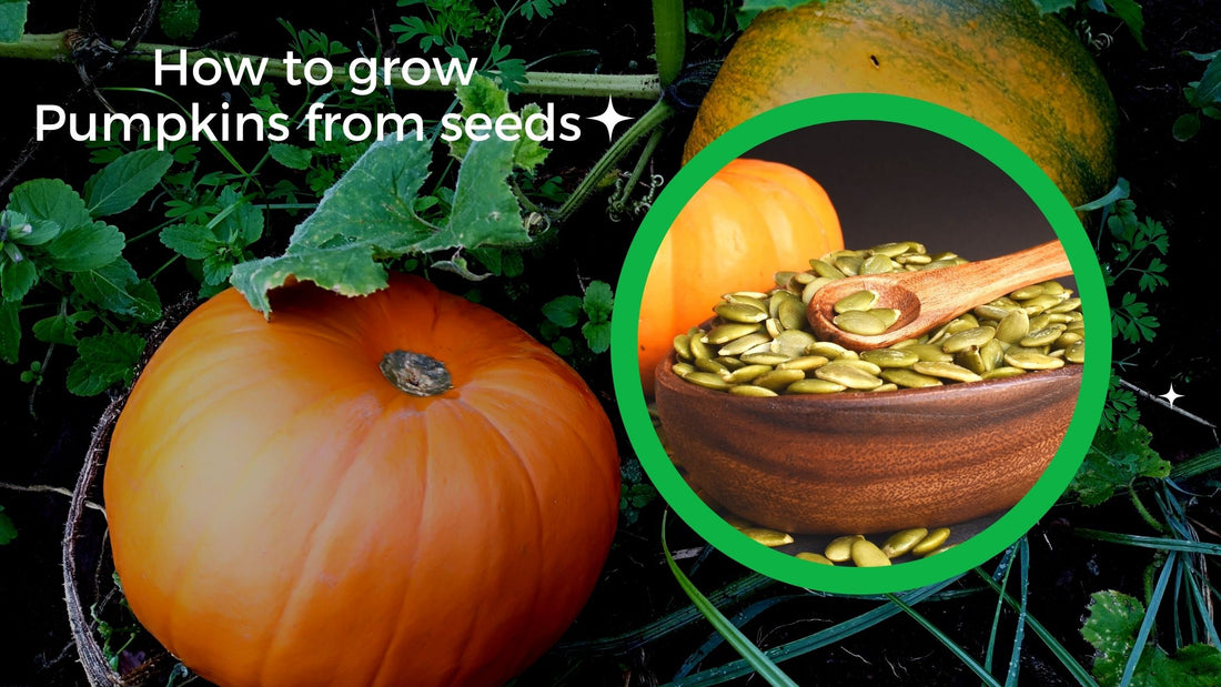How to grow pumpkins from seeds