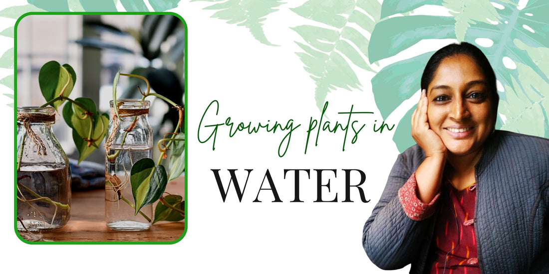 Growing plants in water