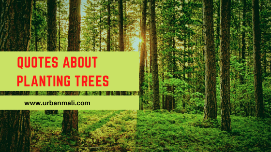 Quotes about Planting Trees