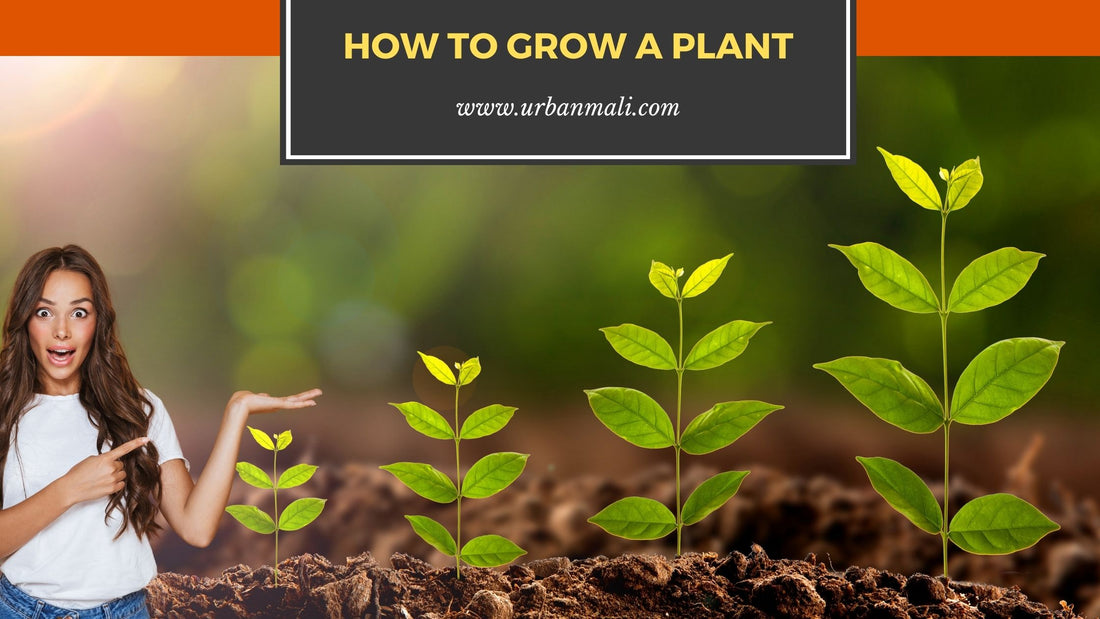 How to grow a plant
