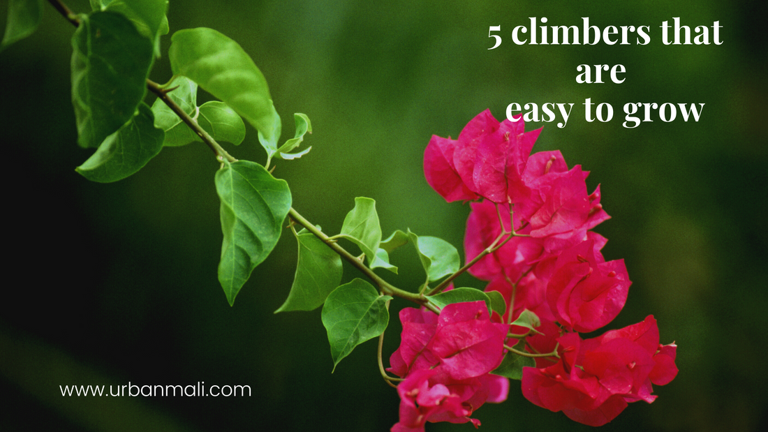 5 climbers that are easy to grow