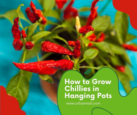 How to Grow Chillies from Seeds at Home in a Hanging Basket?