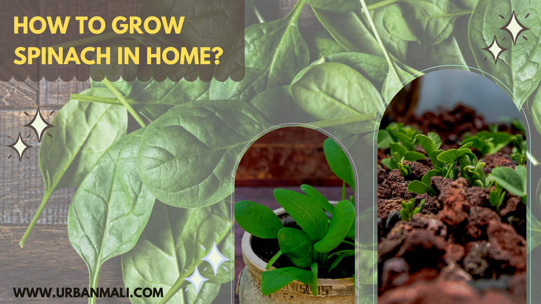 How to Grow Spinach in Home?